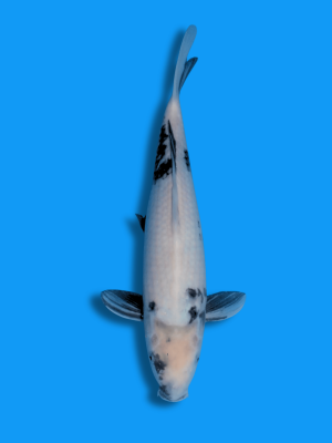 Shiro Utsuri | Koi&Co.